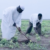 Poor rains hit farming in Kass, South Darfur