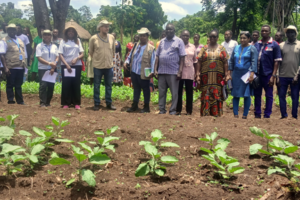 UNDP, IFAD, and partners boost commercial agriculture in W. Equatoria