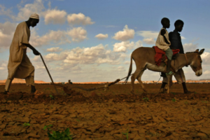 Fear of looming famine in Darfur due to poor rains