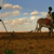 Fear of looming famine in Darfur due to poor rains