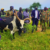 Mayom authorities hand over 51 recovered cattle to Tonj North