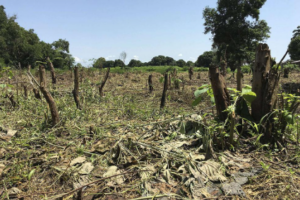 South Sudan’s vanishing forests: Communities must lead the fight to save them