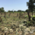South Sudan’s vanishing forests: Communities must lead the fight to save them