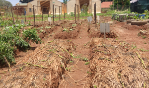 W. Equatoria farmers fear food shortages after poor rains