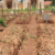 W. Equatoria farmers fear food shortages after poor rains