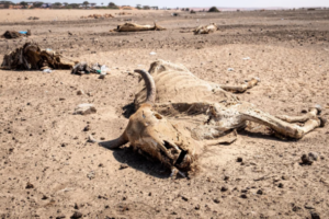Drought, livestock deaths wreak havoc in North Darfur’s Ain Siro