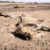 Drought, livestock deaths wreak havoc in North Darfur’s Ain Siro