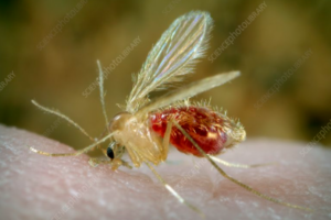 Kala-Azar Outbreak leaves 14 Infected in N. Darfur’s Kutum area