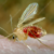 Kala-Azar outbreak leaves 14 infected in N. Darfur’s Kutum area