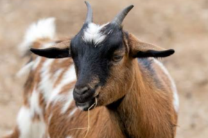 Rumbek North: Two brothers shoot each other dead in goat dispute