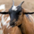 Rumbek North: Two brothers shoot each other dead in goat dispute