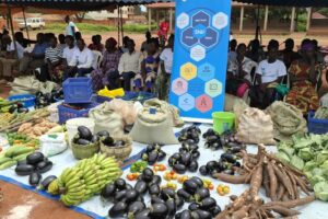 Yambio: GIZ backs 34,500 households to improve food security