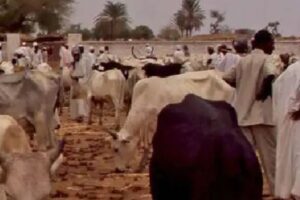 Darfur traders eye new regional markets amid trade restrictions