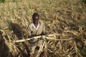 Poor crop in W. Darfur’s Kreinik due to scanty rainfall