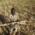 Poor crop in W. Darfur’s Kreinik due to scanty rainfall