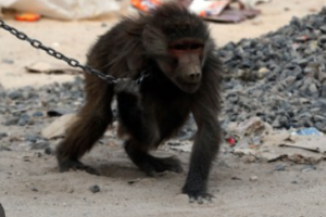 Yambio infant attacked by baboon needs specialized surgery