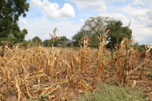 Lakes State declares disaster over drought, warns of food shortages