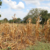 Lakes State declares disaster over drought, warns of food shortages